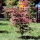 Prydnadsbuske Omnia Garden Japansk Lönn Bloodgood