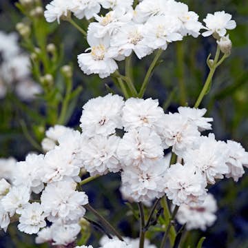 Vitpytta Omnia Garden The Pearl