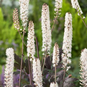 Prydnadsperenn Omnia Garden Höstsilverax Pink Spike