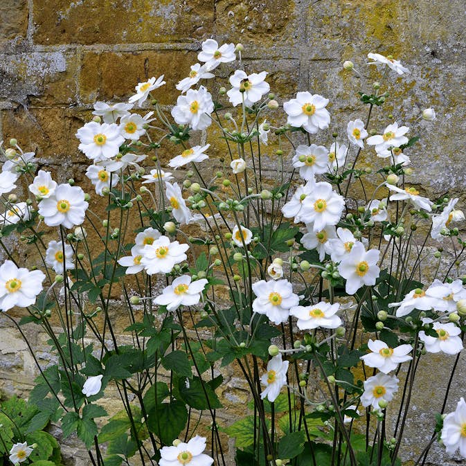 Prydnadsperenn Omnia Garden Höstanemon Honorine Jobert