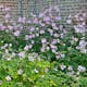 Prydnadsperenn Omnia Garden Höstanemon Robustissima