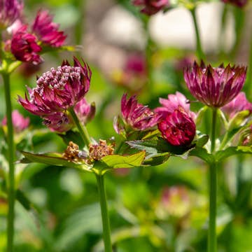 Prydnadsperenn Omnia Garden Stjärnflocka Venice