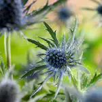 Prydnadsperenn Omnia Garden Rysk Martorn