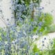 Prydnadsperenn Omnia Garden Rysk Martorn