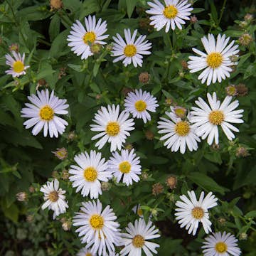 Prydnadsperenn Omnia Garden Fjäderaster Madiva