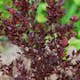Prydnadsbuske Omnia Garden Smällspirea Tiny Wine