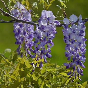 Klätterväxt Omnia Garden Blåregn Japansk