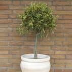 Olivträd Omnia Garden 50-60 cm