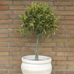 Olivträd Omnia Garden 50-60 cm