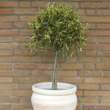 Olivträd Omnia Garden 50-60 cm