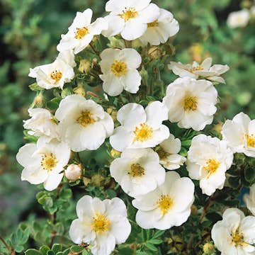 Häck Omnia Garden Trädgårdstok Sandved