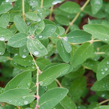 Häck Omnia Garden Blåbärstry Anja E