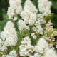 Häck Omnia Garden Liten Rönnspirea Maia E