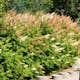Häck Omnia Garden Liten Rönnspirea Maia E