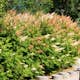 Rabattblomma Omnia Garden Prakthypericum
