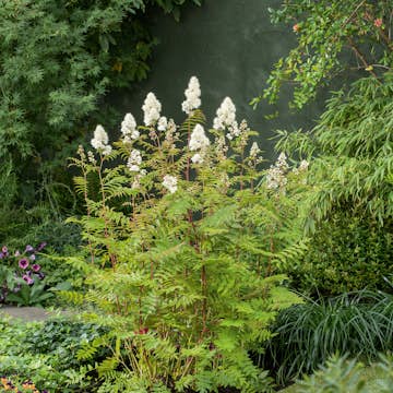 Häck Omnia Garden Liten Rönnspirea Maia E