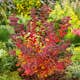 Häck Omnia Garden Björkspirea Tor E