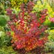 Häck Omnia Garden Liguster 30-50cm Krukodlade