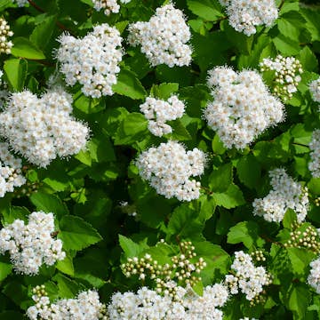 Häck Omnia Garden Björkspirea Tor E