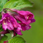 Perenn Omnia Garden Rosenprakttry Korea E