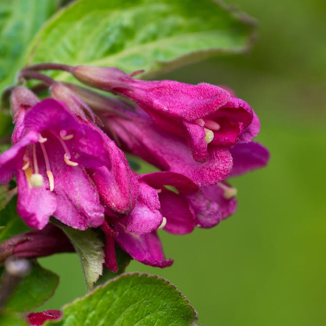 Perenn Omnia Garden Rosenprakttry Korea E