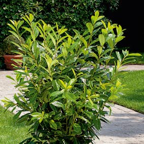 Häck Omnia Garden Lagerhägg Novita