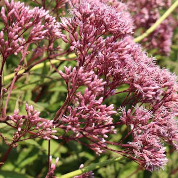 Perenn Omnia Garden Fläckflockel Atropurpureum Rosenflockel