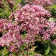 Buske Omnia Garden Ölandstok Pink Beauty