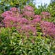 Buske Omnia Garden Ölandstok Pink Beauty