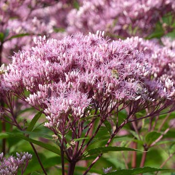 Perenn Omnia Garden Fläckflockel Purple Bush Rosenflockel