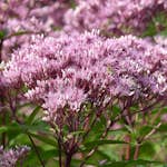 Perenn Omnia Garden Fläckflockel Purple Bush Rosenflockel