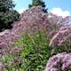 Perenn Omnia Garden Fläckflockel Purple Bush Rosenflockel