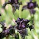 Rabattblomma Omnia Garden Fläder Bålsta 20-40cm