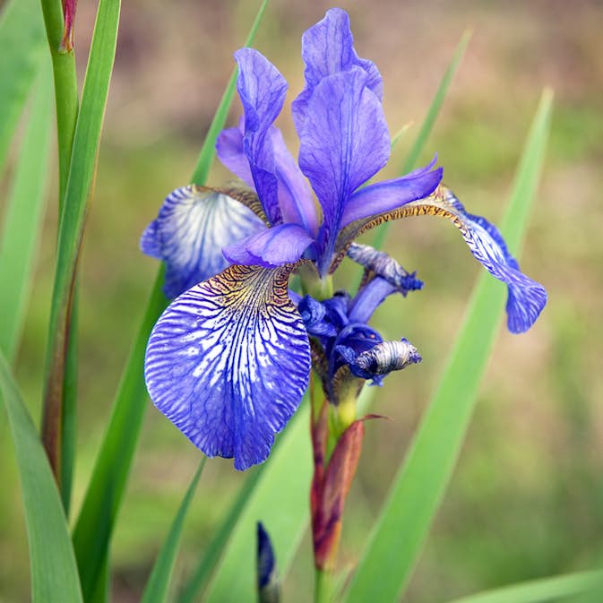 Perenn Omnia Garden Rabattiris Blue King Strandiris