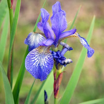 Perenn Omnia Garden Rabattiris Blue King Strandiris
