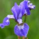 Perenn Omnia Garden Rabattiris Blue King Strandiris