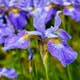 Häck Omnia Garden Dvärgpraktspirea 10-20cm Krukodlade