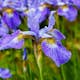Perenn Omnia Garden Rabattiris Blue King Strandiris