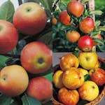 Äppelträd Omnia Garden Malus domestica inkl Uppbindningskit