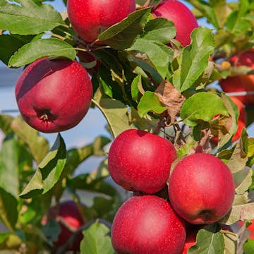 Äppelträd Omnia Garden Katja E