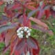 Buske Omnia Garden Videkornell Farba 20-40 cm