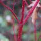 Buske Omnia Garden Videkornell Farba 20-40 cm