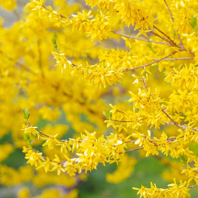 Buske Omnia Garden Hybrid Forsythia Freja 20-40 cm