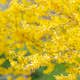 Buske Omnia Garden Hybrid Forsythia Freja 20-40 cm
