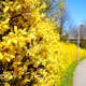 Buske Omnia Garden Hybrid Forsythia Freja 20-40 cm
