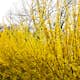 Buske Omnia Garden Hybrid Forsythia Freja 20-40 cm