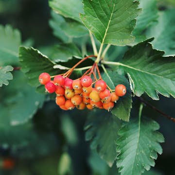 Häckoxel Omnia Garden Bälinge 20-40 cm