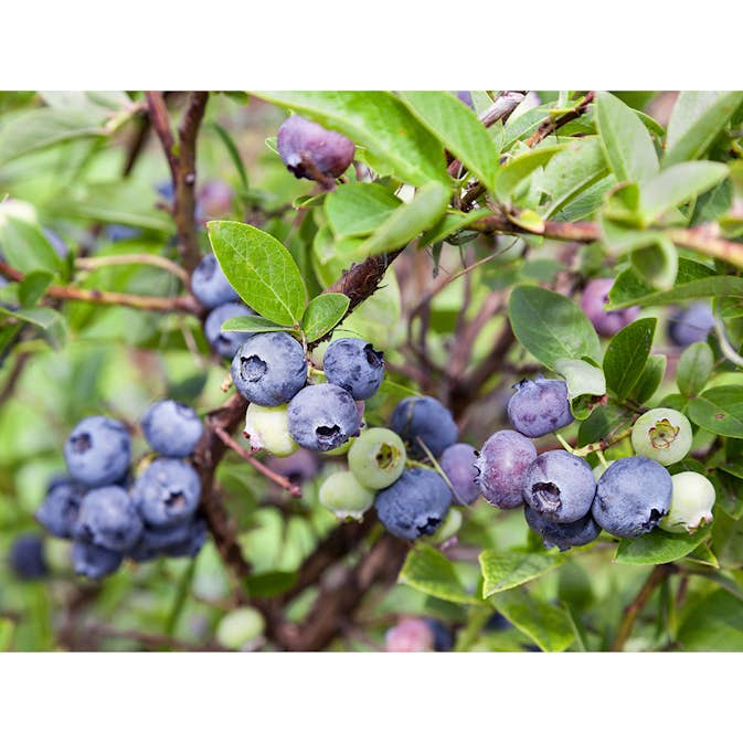 Blåbär Omnia Garden Hybrid Vaccinium Emil E