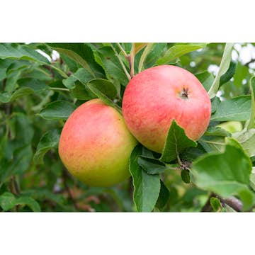 Äppelträd Omnia Garden Malus Domestica Rubinola