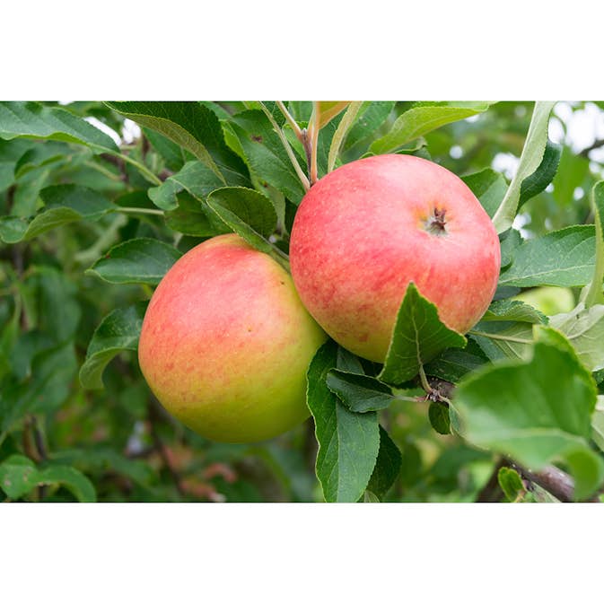 Äppelträd Omnia Garden Malus Domestica Rubinola